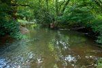View of the creek